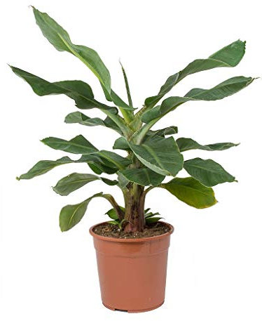 Thomsons Banana Musa Thomsonii 10 seeds