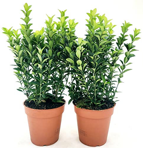 POWERS TO FLOWERS - EUONYMUS GREEN SPIDER, 2 PIANTE, BUXUS, BOSSO, VASO 13CM DIAMETRO, piante vere