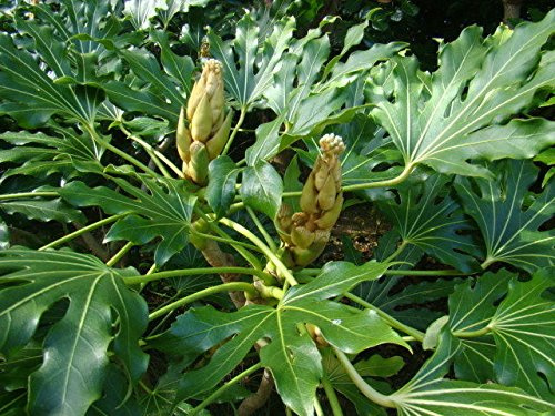 Japanese ARALIA Fatsia Japonica, 20-30cm Tall Starter Plant in an 8cm Pot Shade Tolerant Ideal Patio Shrub