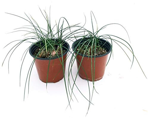 POWERS TO FLOWERS - ZAFFERANO, CROCUS SATIVUS, 2 PIANTE, VASO 14CM, piante vere