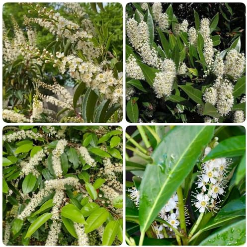 Semi di alloro ciliegio, rare Prunus laurocerasus, perenni da giardino roccioso resistenti 100pcs