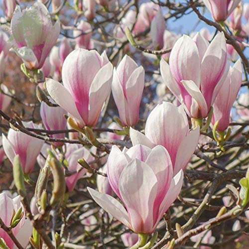Carbeth Plants 2 x Magnolia Soulangeana Shrub in 10cm Pots