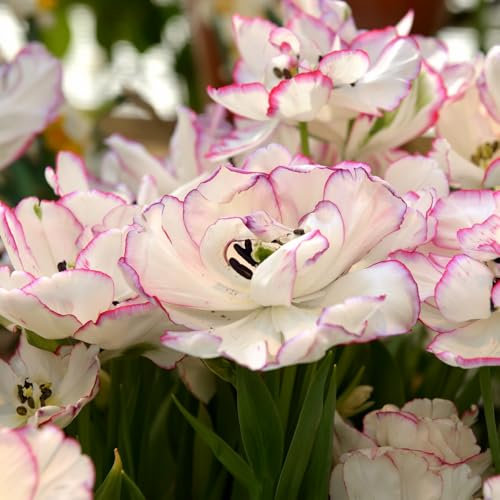 Tulip 'Danceline' – Elegant Double Late Tulip with Peony-Like Blooms, White with Raspberry Ripple for Stunning Spring Displays – 8X or 16X Bulbs by Thompson and Morgan