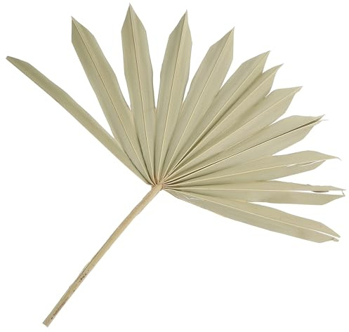 VANZACK Adorno de Hojas de Palma Secas Natural Abanico de Palma Preservado de Tamaño Mediano Decoración para Bodas y Fiestas Decoración de Pared y Jarrones Material para Bricolaje