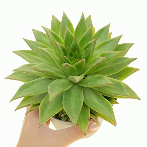 Suculenta Natural Echeveria Agavoides Planta con Hojas Triangulares en Forma de Estrella