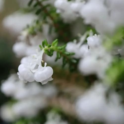 Heidekraut pflanztöpfe schmetterlingsflieder wildblumensamen gartensamen pflanzensamen zimmerpflanzen blumensamen mehrjährig winterhart gartendeko für draußen kräutersamen bonsai topf 130samen