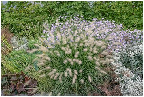 Stauden Gänge 10 x Pennisetum alopecuroides 'Little Bunny' winterhart | Niedriges Ziergras für Sonne, Blüte August bis Oktober, mehrjährig, 1 L Topf (11x11 cm)