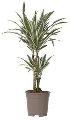 Plant in a Box - Dracaena Deremensis 'Weißer Streifen' - Drachenbaum - Topf 17cm - Höhe 60-70cm