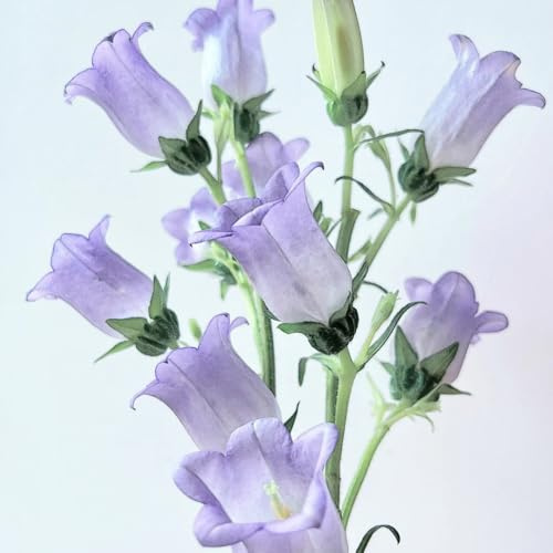 semi di campanula perenni semi di decorazione di campanule decorazione da giardino per esterni, tappeto to resistenti perenne 600pcs