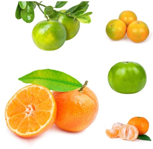 orangenbaum, zimmerpflanzen für sonnige plätze mandarinenbaum topfpflanzen draußen winterhart blühend hecken sträucher deko wohnzimmer exotische winterfeste balkon obstbäume bonsai 130samen