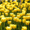 Bulbos De Tulipanes Bulbos De Flores Perennes Resistentes Al Invierno Bulbos Ornamentales DecoracióN De JardíN Para BalcóN Exterior Flores Plantas Resistentes 20 Tulipan Bulbo Amarillo
