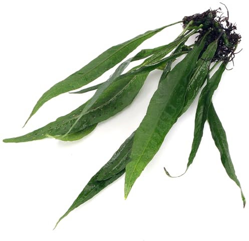 K2AQUA Java Fern Microsorum Black Forest Rare Live Aquarium Plant Easy Care Low Maintenance Midground Freshwater Tank Natural Decoration Beginner Friendly