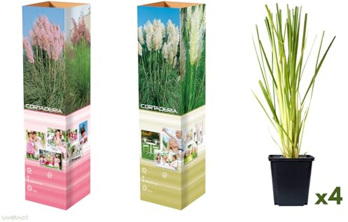 Pampasgras 'Cortaderia selloana' P9 30-40cm - 4 Stück (Weiß + Rosa)