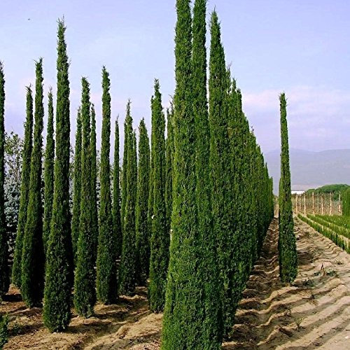ENGLISH CIPRESSO Cupressus Sempervirens Stricta 10 SEMI:Semi