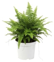 Planta Natural DECOALIVE Helecho Perfecto para Crear Ambientes Frescos y Acogedores