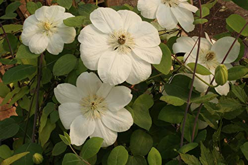 Clématite Mme Lecoultre