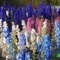 Luojuny Larkspur Seeds, 1000Pcs / Bag Good Harvest Delphinium Seeds Prolific Annual Gardening Gift Larkspur Seeds para exteriores Semilla