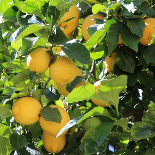 Semillas resistentes de limonero de jardín perennes resistentes limonero, balcón con forma 100pcs