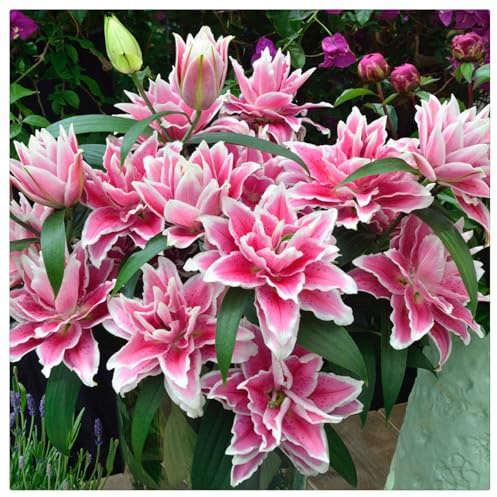 Bulbi di Giglio | Adattabili,Graziosi,Freschi, Puri, Eleganti, Dolci, Robusti,lilium bulbi-5 bulbi