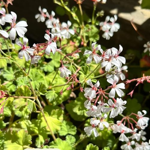 Gerani profumati, semi di geranio limone - resistenti balcone del giardino aromatiche verdi semi di aromatiche per gli amanti del giardino 100pcs