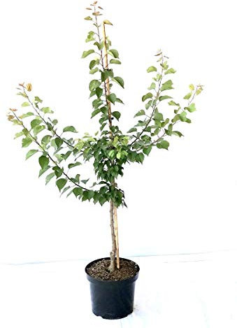 Aprikosenbaum Bhart Orangenaprikose große Aprikose Buschbaum 110-140 cm 10 Liter Topf St. Julien A