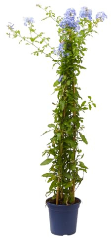 Verdecora Jazmín Azul | Planta natural de exterior en maceta de 5L | Plumbago Azul - Plumbago del Cabo - Jazmín del Cielo | Planta trepadora | Planta natural de exterior con flor |