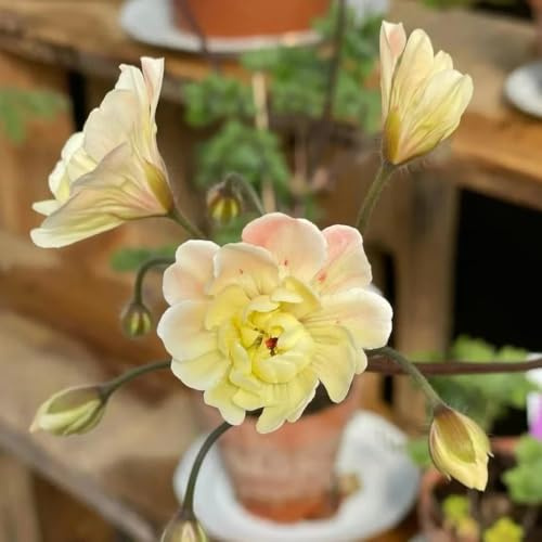 gerani perenne di giardino scalapante serre balcone estate geranio semi selvatico bonsái interni esotici 250pcs