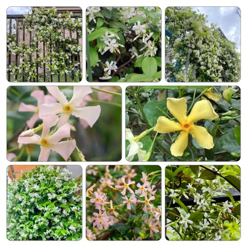 sternjasminpflanzen jasminpflanze 20-30cm 1pflanze - gewächshaus balkon Dekoration Seltene