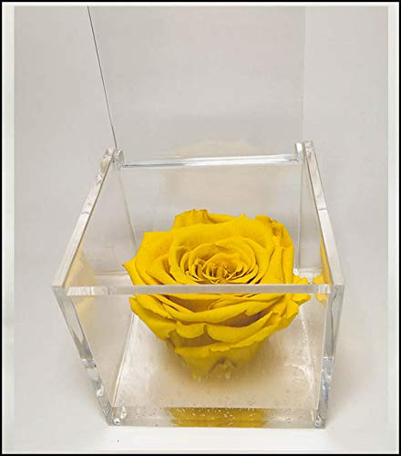 PremiumRose - Cubo rosa giallo stabilizzato 8 cm, vera rosa eterna, idea regalo per mamma, fidanzata, idea regalo di compleanno, laurea (giallo - A 1083)