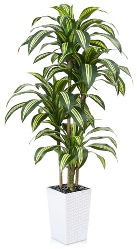 VeriNatural Künstlicher Drachenbaum 180 cm Kunstpflanzen Groß - UV-beständige künstliche Pflanze mit 76 Blättern, Weiß Topf & Flusssteinen - Deko Pflanze für Wohnzimmer Büro Indoor Outdoor, VN127
