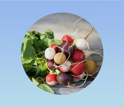 50 Graines de Radis Mixte Eggs pour des salades colorées - Facile et rapide à cultiver