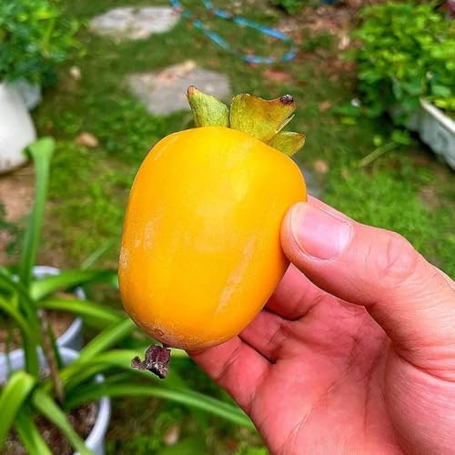 caqui colonnario semi organici colonnari semi di bonsái interni resistenti per giardini rocce 8pcs
