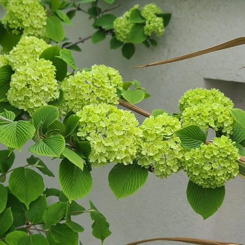 50 piezas Semillas de bolas de nieve Regalos de balcón de jardín de hierbas para amantes de la jardinería Semillas de árboles de bolas de nieve semillas resistentes al invierno plantas