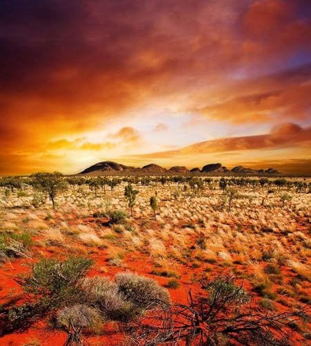 Fotomural PAISAJE DE AUSTRALIA 225 x 250 cm | Papel Pintado Fotográfico - tejido no tejido | CALIDAD PREMIUM - HECHO EN LA UE - Incluye pegamento para papel tapiz
