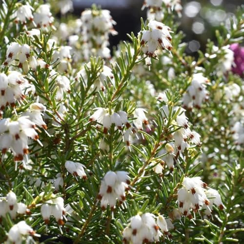 Semillas de resistentes al brezo, organicas, para balcon brezo variedades antiguas, primavera de perenne Decoración 200pcs
