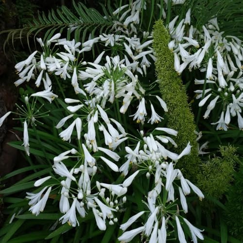 agapanthus bio blumenbeet schmucklilie schnittblumen winterharte stauden garten hochbeet 700samen
