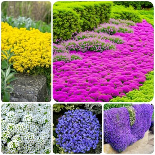 3000pcs sachet thym serpolet Couleurs mélangées, graines de thym de graies de fleurs faciles à planter graines de thym rampant multicolores outil de jardinage pour la cour Des graines
