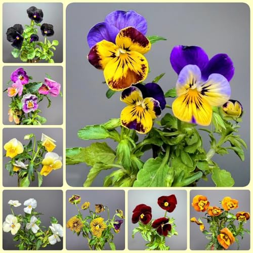 Semi di viola del pensiero - Semi di Viola tricolore - da balcone resistenti Le viola del pensiero sono resistenti 50pcs