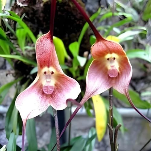 Semi di orchidea scimmia, Dracula simia, decorazione del soggiorno Semi di orchidea faccia di scimmia, da giardino rare da balcone resistenti 150pcs