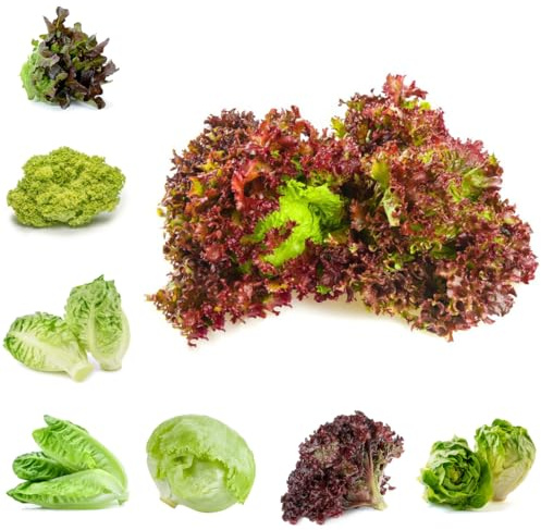semi di insalata - insalata semi di da giardino resistenti lattuga Acquista piantine invernali verdi biologiche esotiche resistenti per giardini rocciosi 500semi