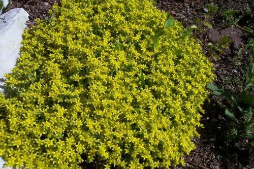 Pinkdose® 200 Golden Carpet Sedum Acre Gold Moss Stonecrop Flower Seeds