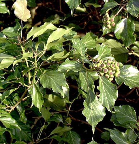Strauch Efeu 60-80cm - Hedera helix Arborescens - lebende Gartenpflanze aus den Baumschulen