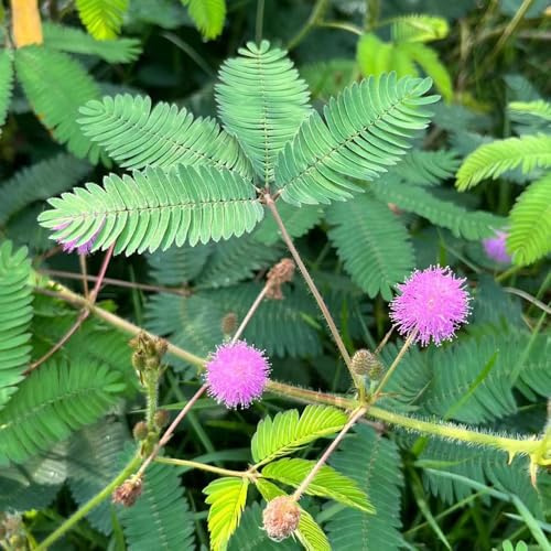 mimosen - mimose kaufen mehrjährig, hochbeet balkon mimosa, kräuterpflanzen geschenke für gartenfreunde heilkräuter 80samen