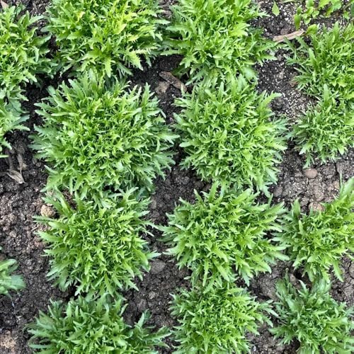 comprar endivias variedades raras de vegetales antiguos semillas de endibia resistentes jardines rocas semillas hortalizas orgánicas, variedades tradicionales 400Semillas