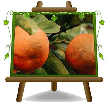 Agrios - Naranja Marrón Oscuro Jarrón Ø 26CM Alto: 150~170 CM