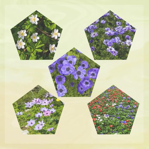 semillas de anémona - jardín rocas resistentes decoración silvestres 30pcs