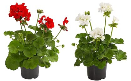 DECOALIVE Geranio Set de 2 Unidades de Plantas Naturales