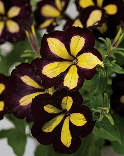 100 graines de pétunia noir et jaune