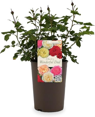 Beautiful White Gift Rose - for a Wonderful Dad - Gift Wrap Included | Fathers Day | Modern Garden Hybrid Bush Rose - 3L Potted Floral Flowers