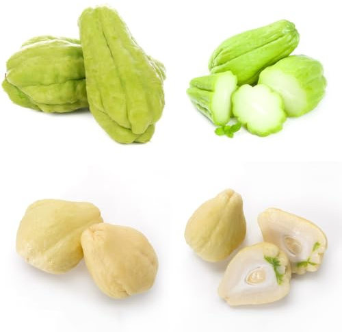 Comprar chayote resistentes jardines de rocas Cultivo de trepadoras en macetas resistentes trepadoras exóticas verdes orgánicas exóticas Comprar 30semillas